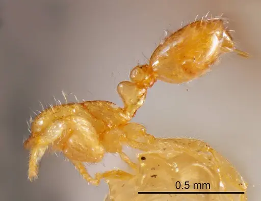 Solenopsis insculpta specimen