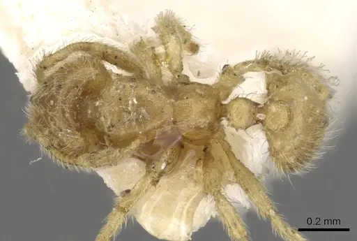 Solenopsis insinuans specimen