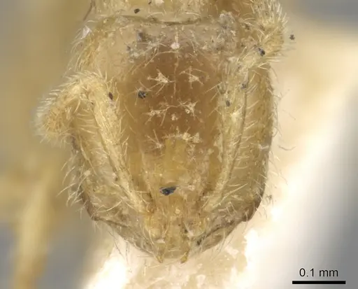 Solenopsis insinuans specimen