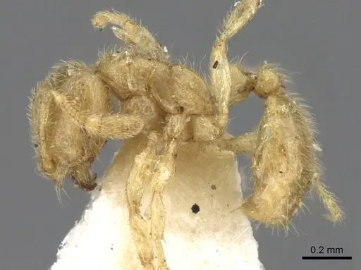 Solenopsis insinuans specimen