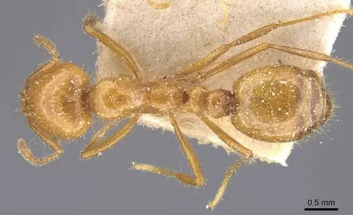 Solenopsis interrupta specimen