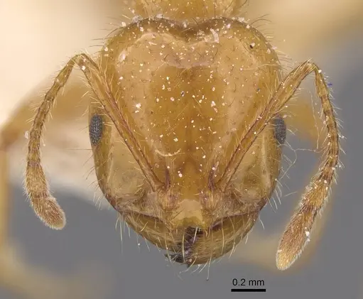 Solenopsis interrupta specimen