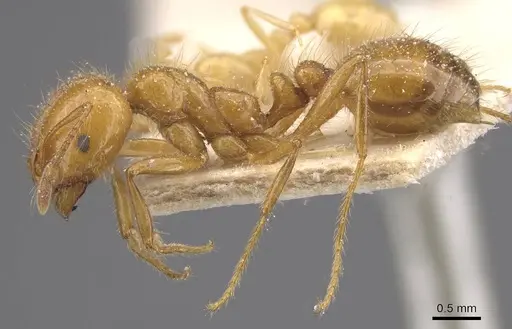Solenopsis interrupta specimen
