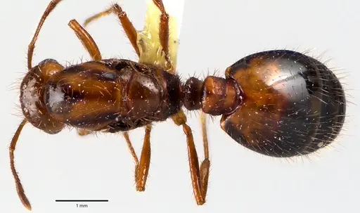 Solenopsis invicta specimen