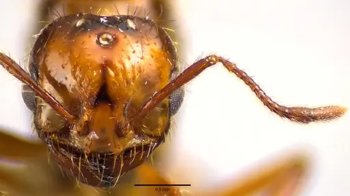 Solenopsis invicta specimen