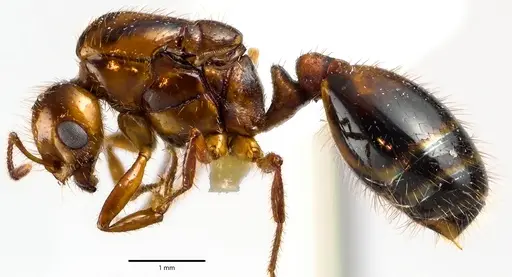 Solenopsis invicta specimen