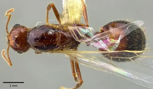 Solenopsis invicta - ANTWEB1041746