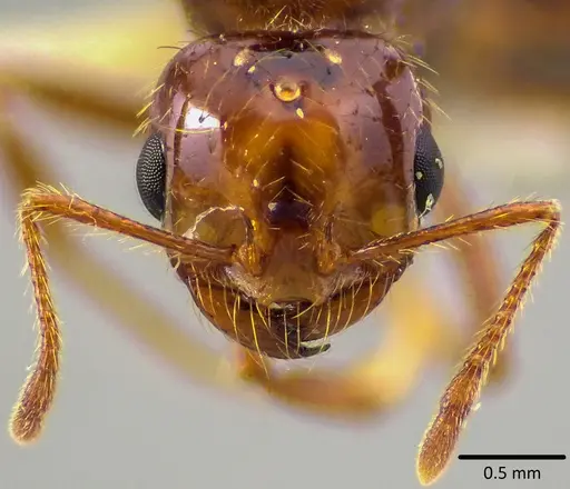 Solenopsis invicta - ANTWEB1041746