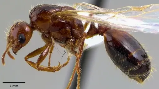 Solenopsis invicta - ANTWEB1041746