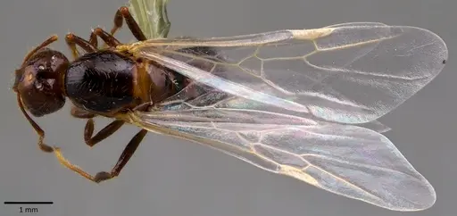 Solenopsis invicta - ANTWEB1041791