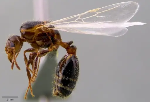 Solenopsis invicta - ANTWEB1041791