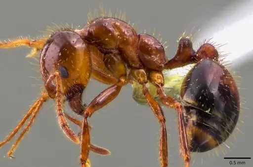 Solenopsis invicta - ANTWEB1041794