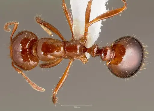 Solenopsis invicta - CASENT0005804