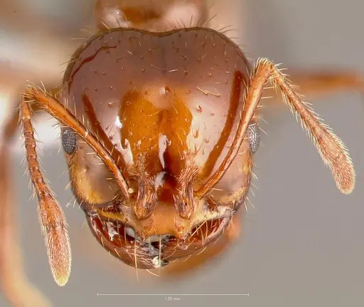 Solenopsis invicta - CASENT0005804