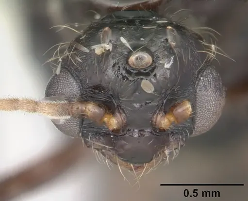 Solenopsis invicta - CASENT0104503