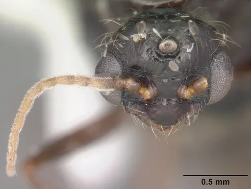 Solenopsis invicta - CASENT0104503