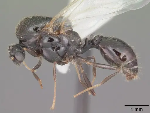 Solenopsis invicta - CASENT0104503