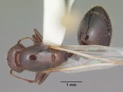 Solenopsis invicta - CASENT0104504
