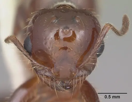 Solenopsis invicta - CASENT0104504