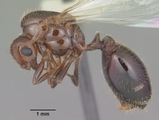 Solenopsis invicta - CASENT0104504