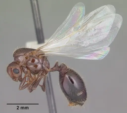 Solenopsis invicta - CASENT0104504