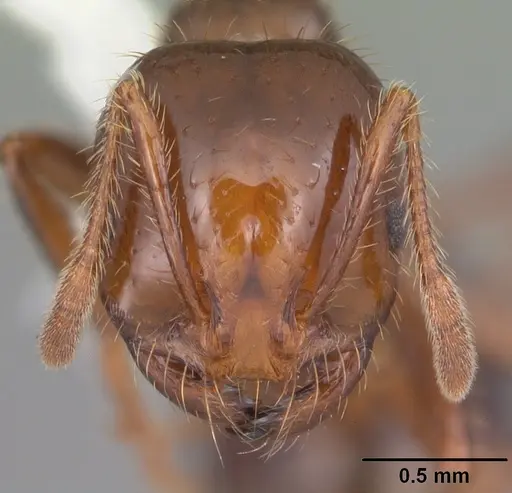 Solenopsis invicta - CASENT0104523