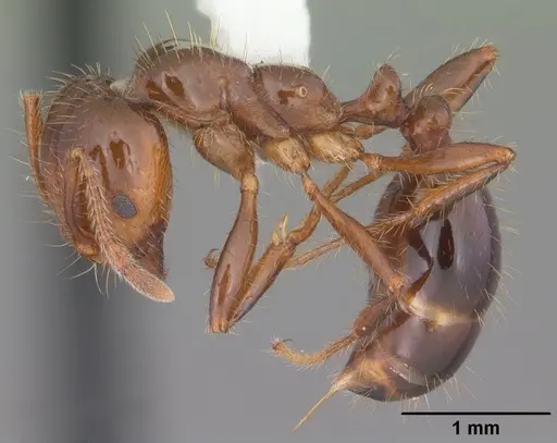 Solenopsis invicta - CASENT0104523