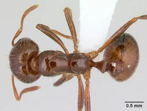 Solenopsis invicta - CASENT0178134