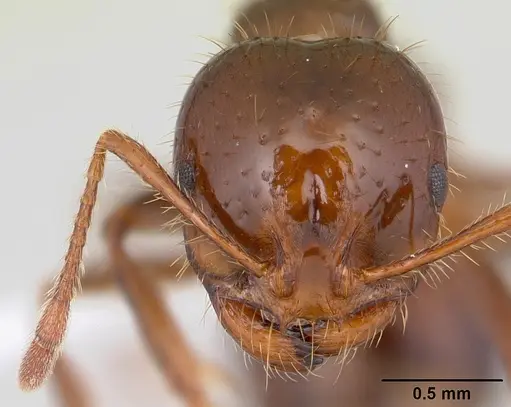 Solenopsis invicta - CASENT0178134
