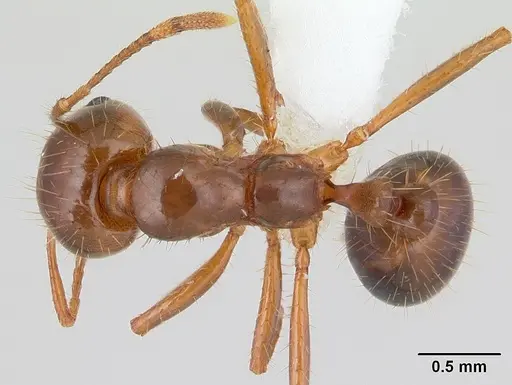 Solenopsis invicta - CASENT0178135