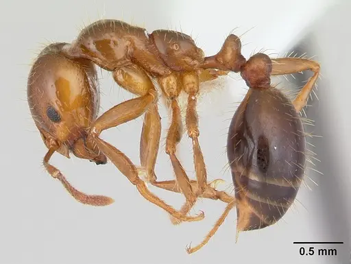 Solenopsis invicta - CASENT0178135