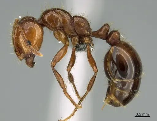 Solenopsis invicta - CASENT0277292