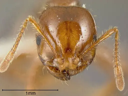 Solenopsis invicta - CASENT0636196