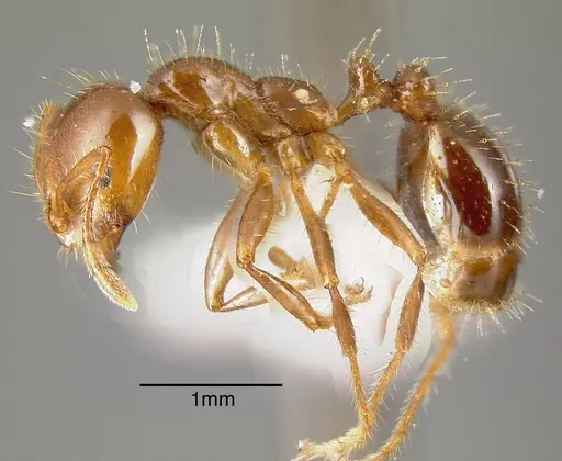 Solenopsis invicta - CASENT0636196