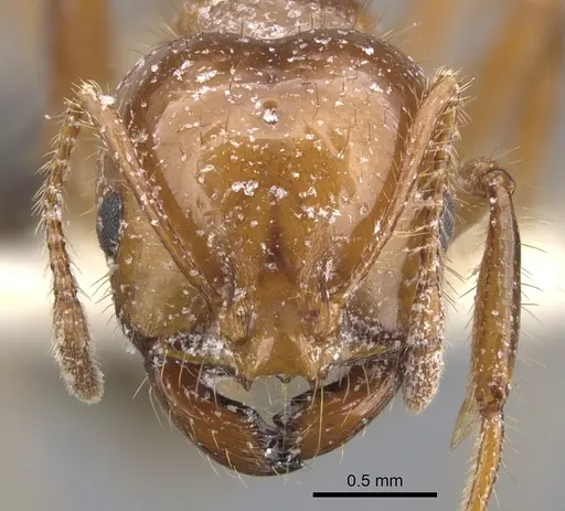 Solenopsis invicta - CASENT0902350