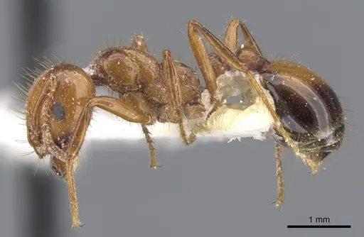 Solenopsis invicta - CASENT0902350