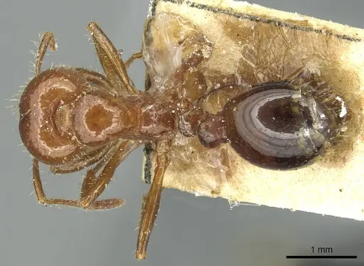 Solenopsis invicta - CASENT0913949