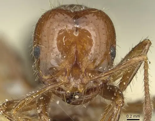 Solenopsis invicta - CASENT0913949
