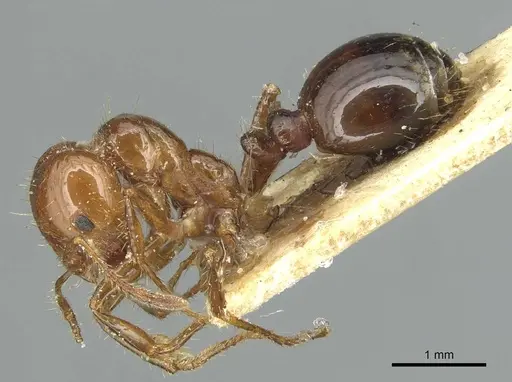 Solenopsis invicta - CASENT0913949