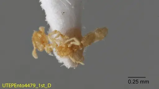 Solenopsis isopilis specimen