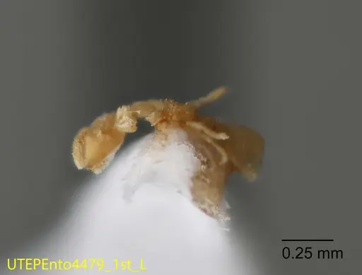 Solenopsis isopilis specimen