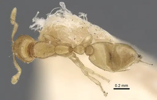 Solenopsis jalalabadica specimen