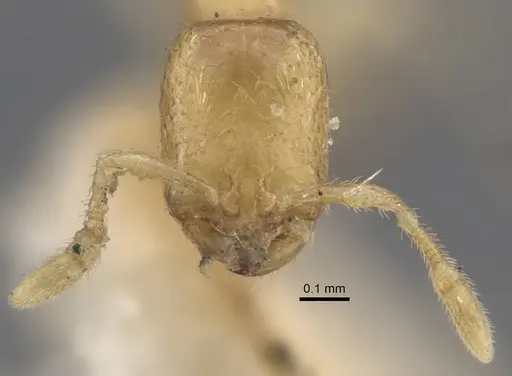 Solenopsis jalalabadica specimen