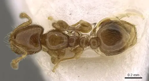 Solenopsis japonica specimen