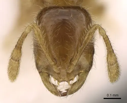 Solenopsis japonica specimen