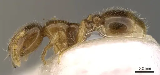 Solenopsis japonica specimen