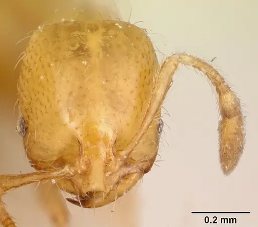 Solenopsis joergenseni specimen