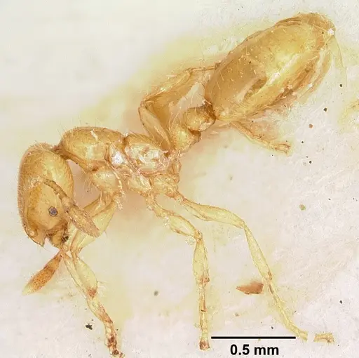 Solenopsis joergenseni specimen