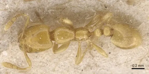 Solenopsis joergenseni - CASENT0913901