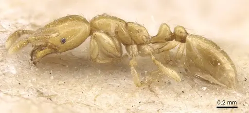 Solenopsis joergenseni - CASENT0913901